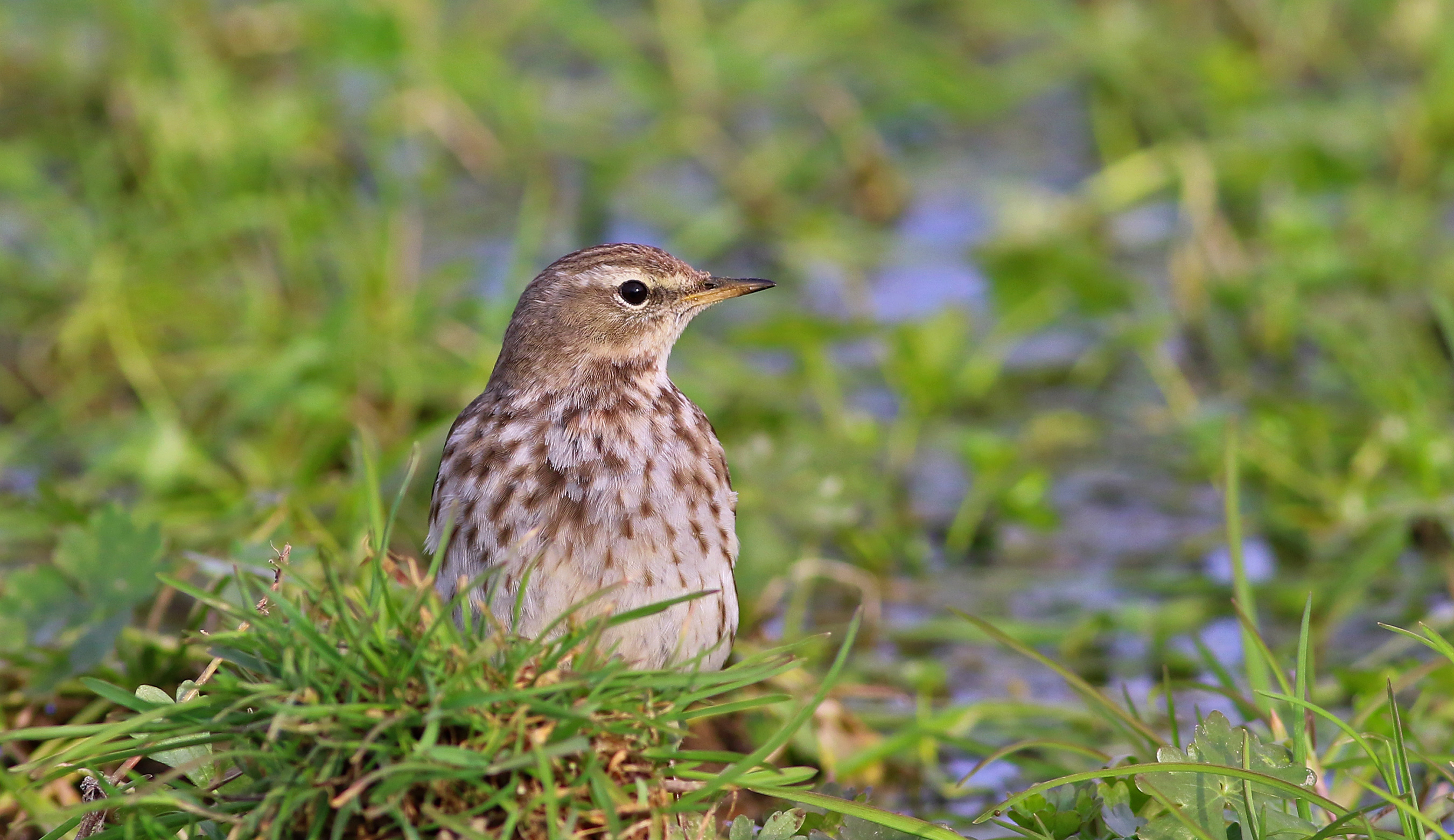 Water Pipit